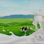 COW Milk (1/2 Ltr)